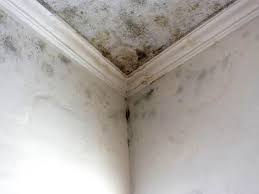 Best Black Mold Removal  in Cary, IL