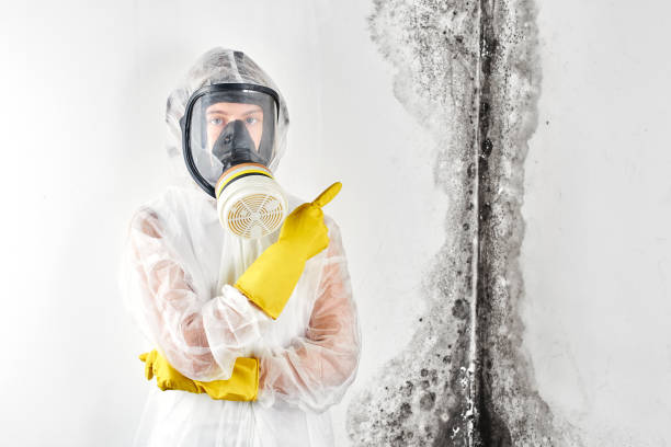 Best Mold Prevention Services  in Cary, IL