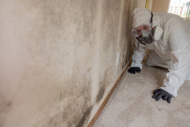 Biohazard Mold Removal in Cary, IL